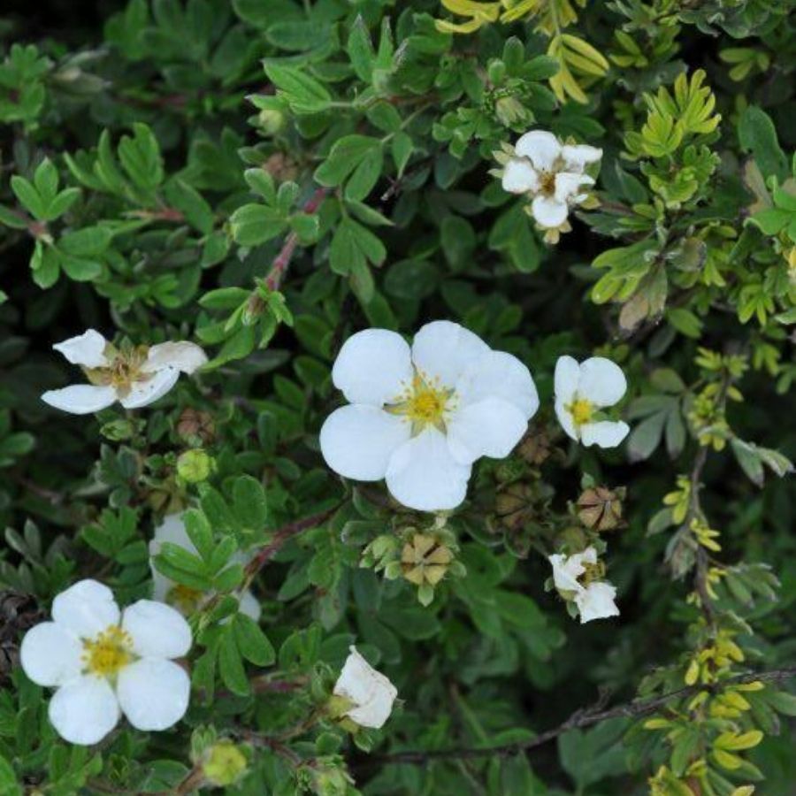 Лапчатка кустарниковая Aбботсвуд, С1,5 Лапчатка кустарниковая Aбботсвуд, С1,5 - Dolina-Sad.Ru