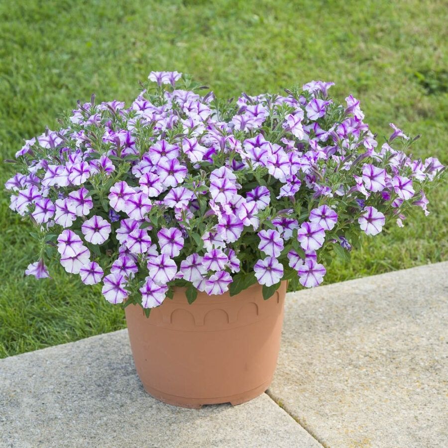 Петуния Баблс Баттерфляй - Dolina-Sad.Ru