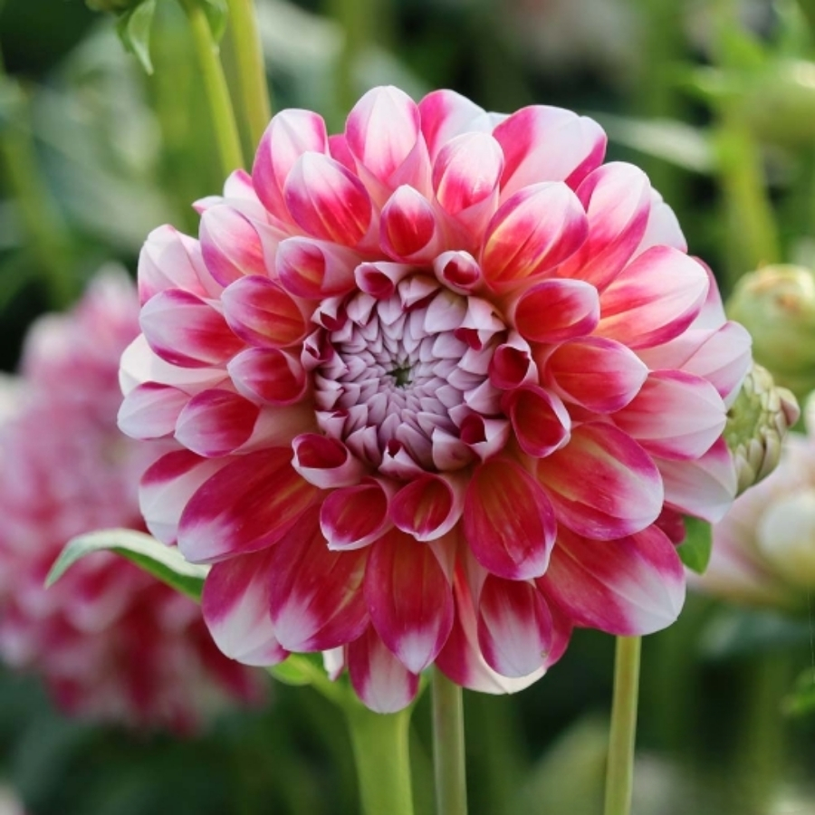 Георгина Хавайи - Dolina-Sad.Ru