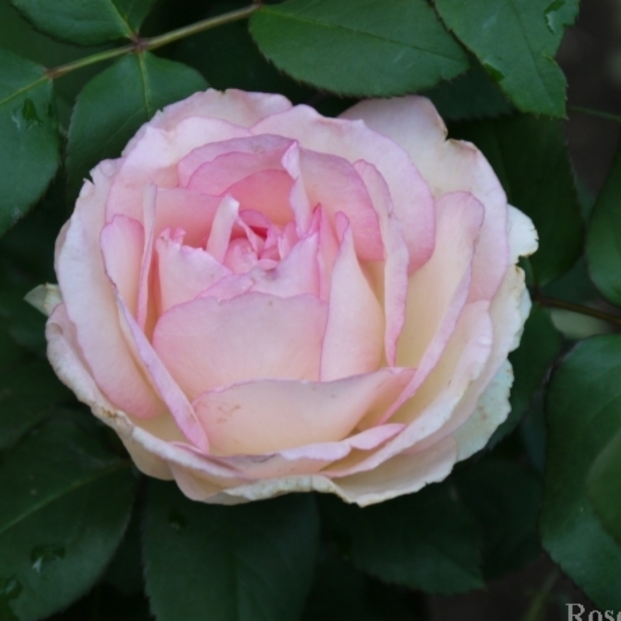 Роза Суиенер де Баден Баден - Dolina-Sad.Ru