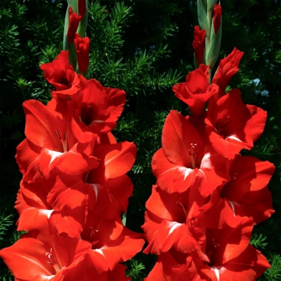 Гладиолус Трейдерхорн Гладиолус Трейдерхорн - Dolina-Sad.Ru