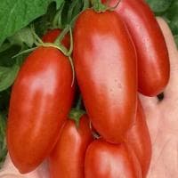 Томат Банан Красный Н12 Томат Банан Красный Н12 фото