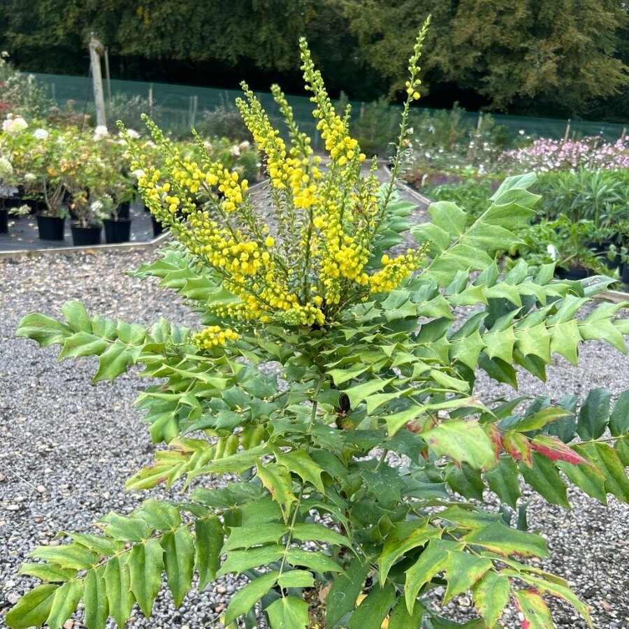 Магония Винтер Сан Магония Винтер Сан - Dolina-Sad.Ru