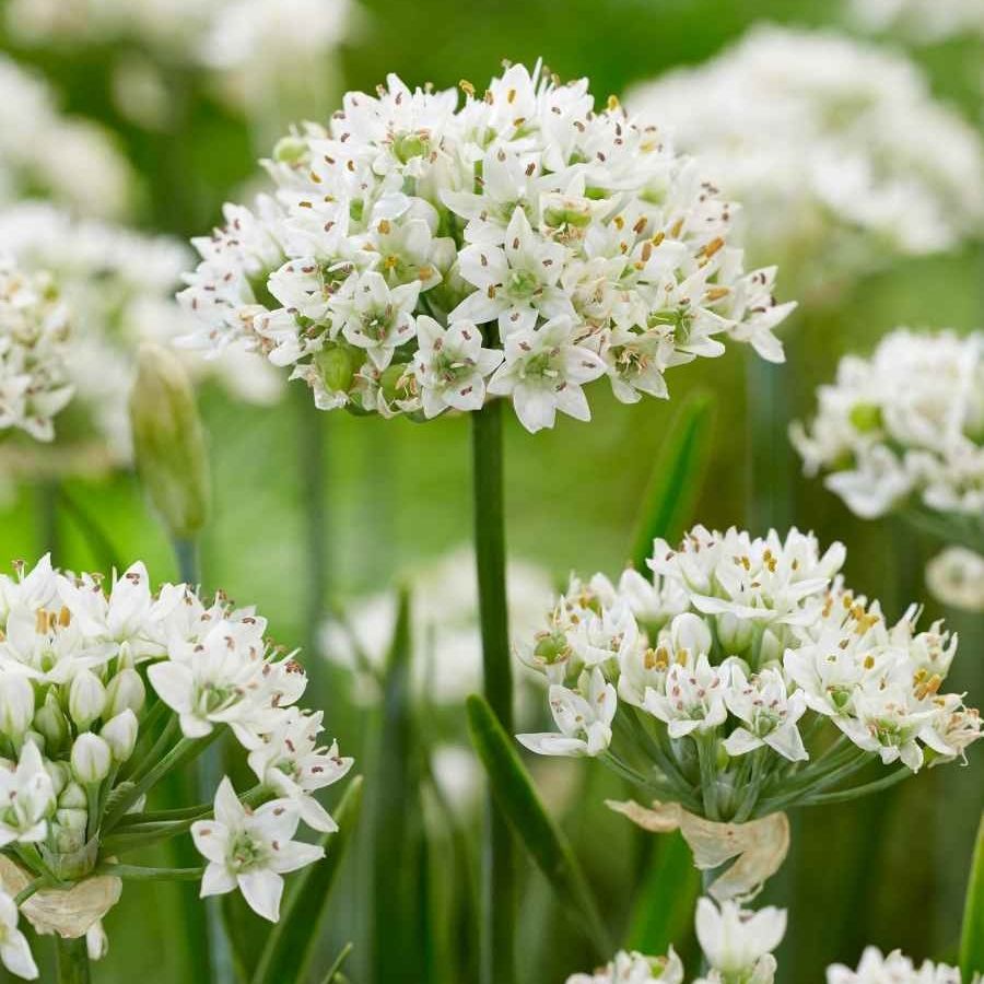 Аллиум китайский Клифс оф Довер - Dolina-Sad.Ru