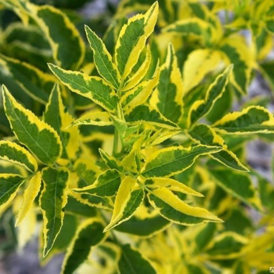 Бузина черная Мадонна, С3 Бузина черная Мадонна, С3 - Dolina-Sad.Ru