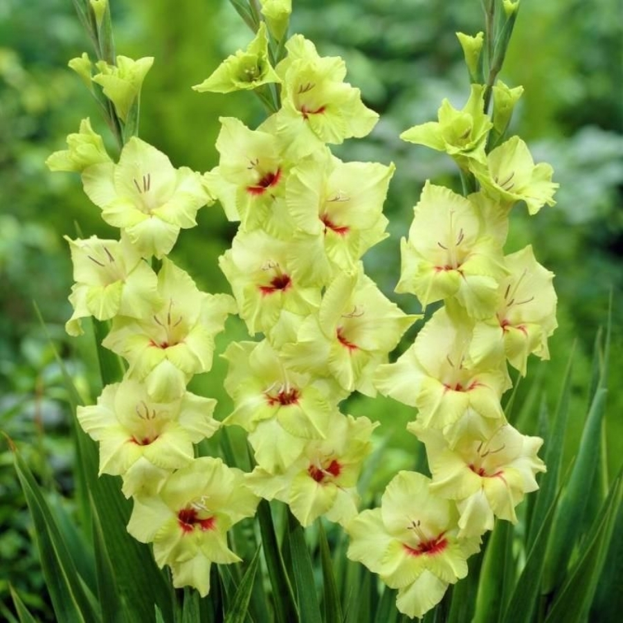 Гладиолус Максиал - Dolina-Sad.Ru