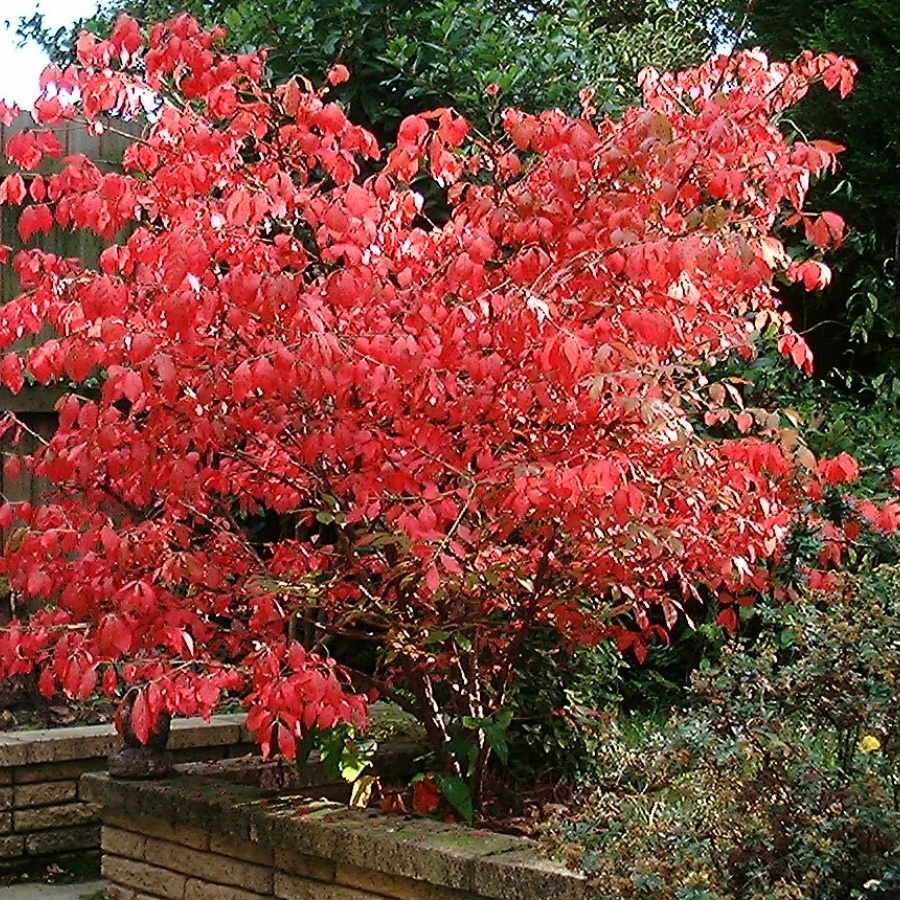 Бересклет крылатый, С3 - Dolina-Sad.Ru