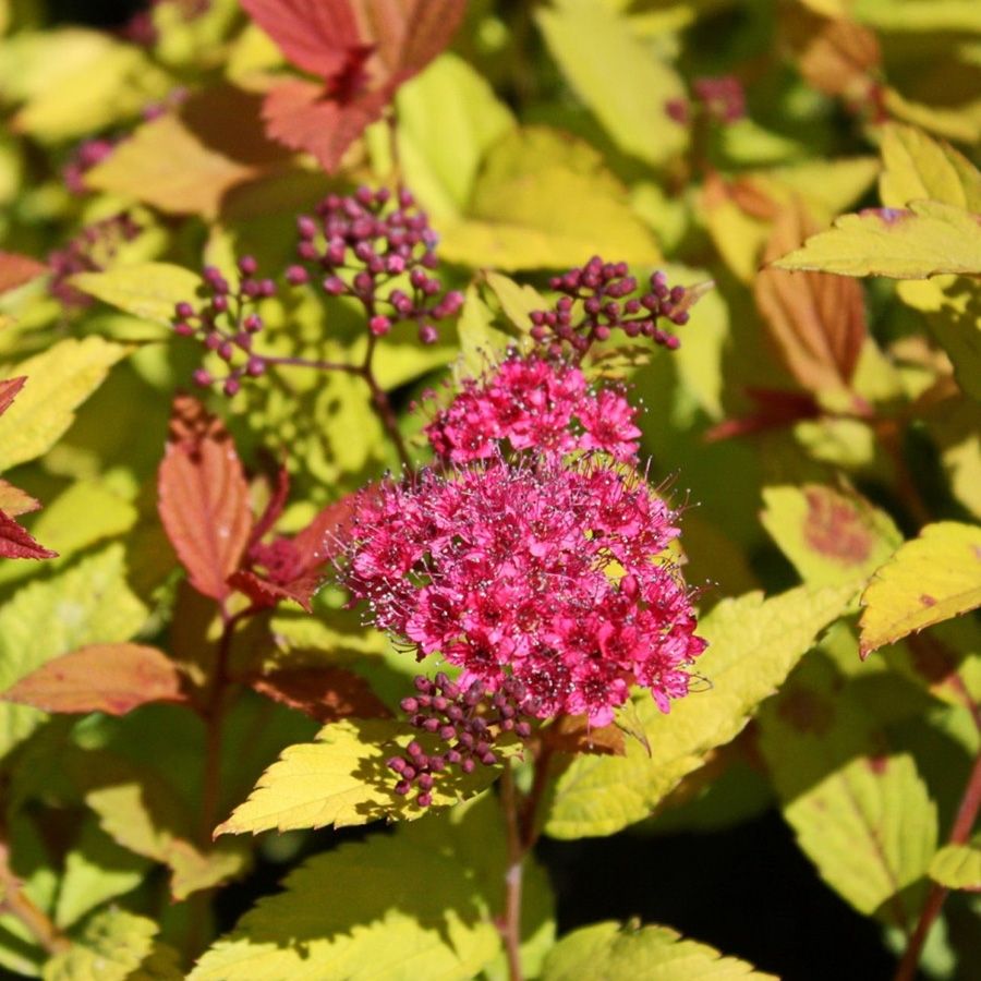 Спирея японская Голден Джек С1,5 - Dolina-Sad.Ru