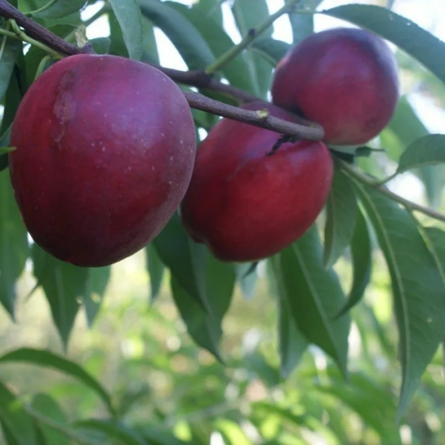 Нектарин Калдеси - Dolina-Sad.Ru