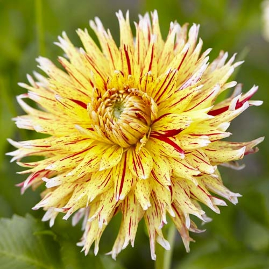 Георгина Вайнсом - Dolina-Sad.Ru