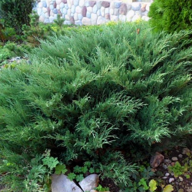 Можжевельник казацкий Глаука Можжевельник казацкий Глаука фото