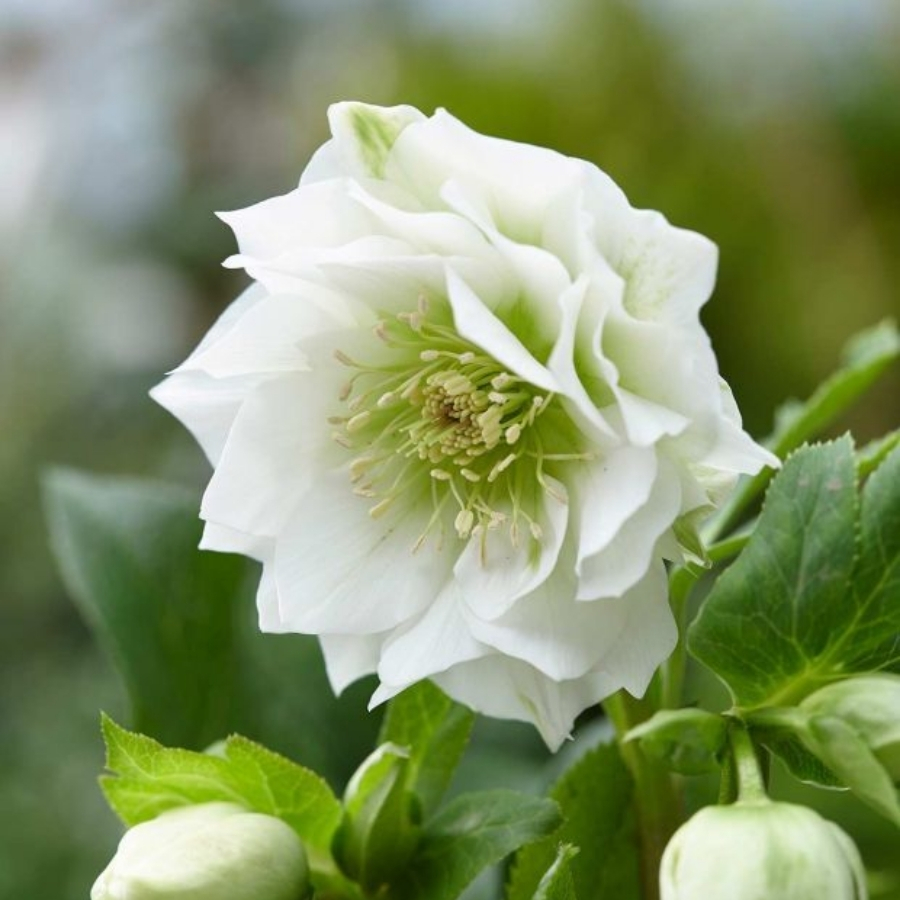 Морозник Дубль Вайт Морозник Дубль Вайт - Dolina-Sad.Ru