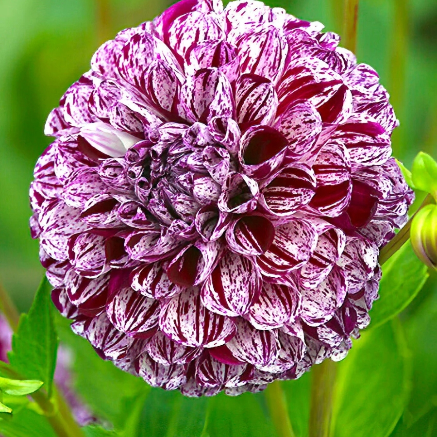 Георгина Марбл Балл - Dolina-Sad.Ru