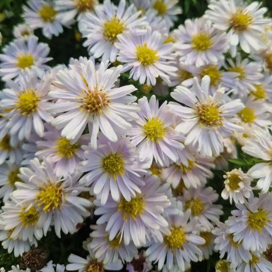 Астра кустарниковая Шнеекисен - Dolina-Sad.Ru