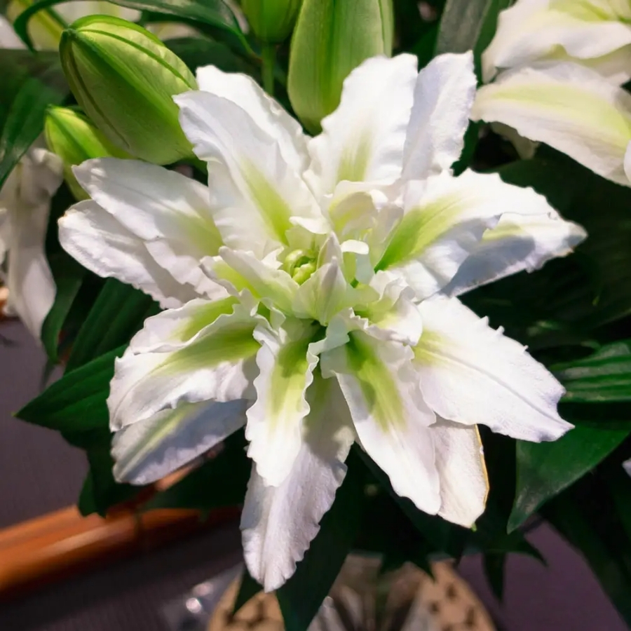 Лилия Роузлили Аиша Лилия Роузлили Аиша - Dolina-Sad.Ru