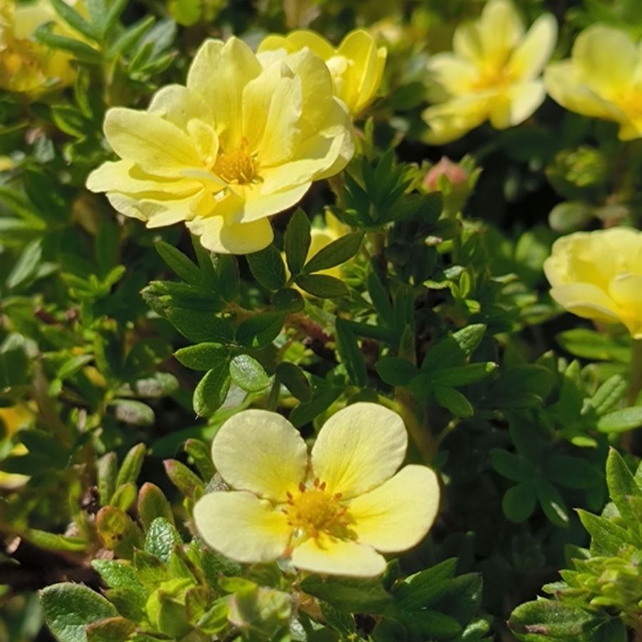 Лапчатка кустарниковая Лемон Меринг, С3 Лапчатка кустарниковая Лемон Меринг, С3 - Dolina-Sad.Ru