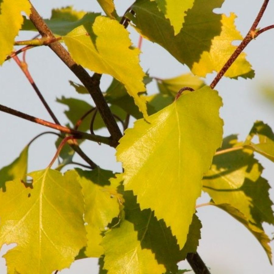 Береза повислая Шневердингер Гольдбирк, С3 Береза повислая Шневердингер Гольдбирк, С3 - Dolina-Sad.Ru