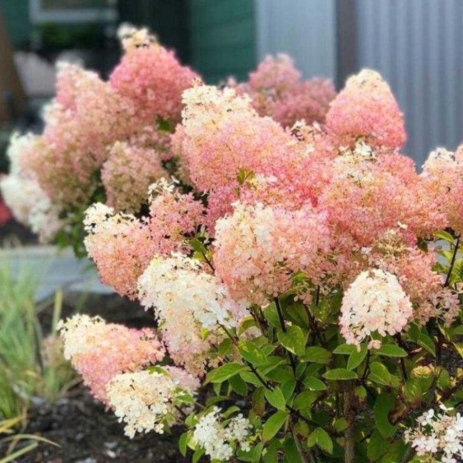 Гортензия метельчатая Бобо, С3 Гортензия метельчатая Бобо, С3 - Dolina-Sad.Ru