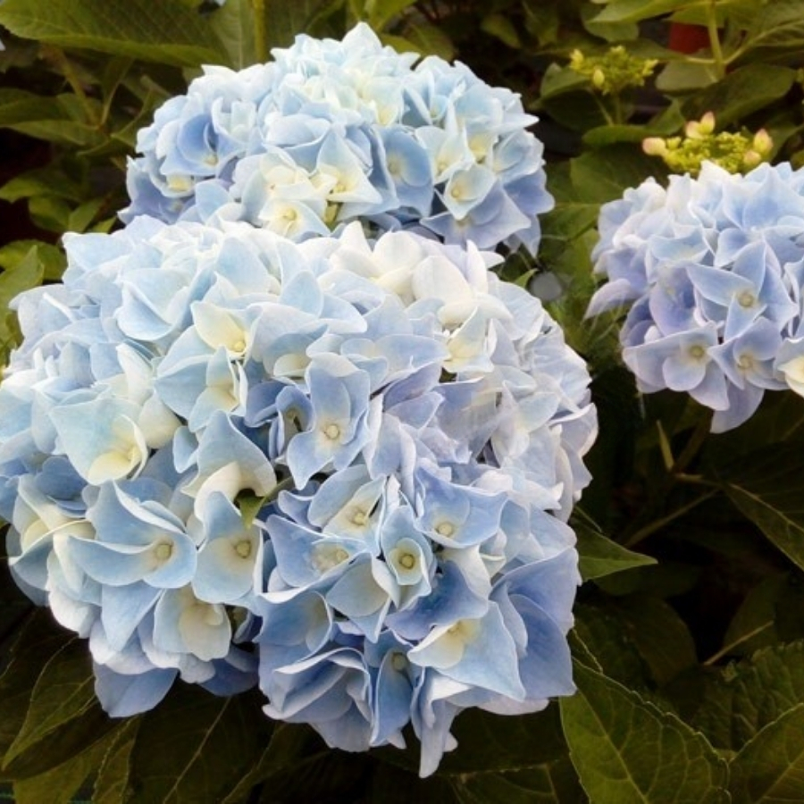 Гортензия крупнолистная Анконг Гортензия крупнолистная Анконг - Dolina-Sad.Ru