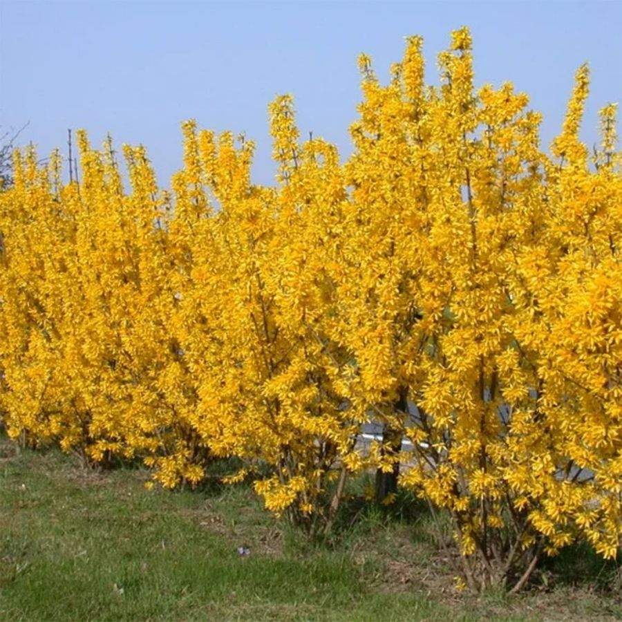 Форзиция промежуточная Гольдцаубер, С3 - Dolina-Sad.Ru