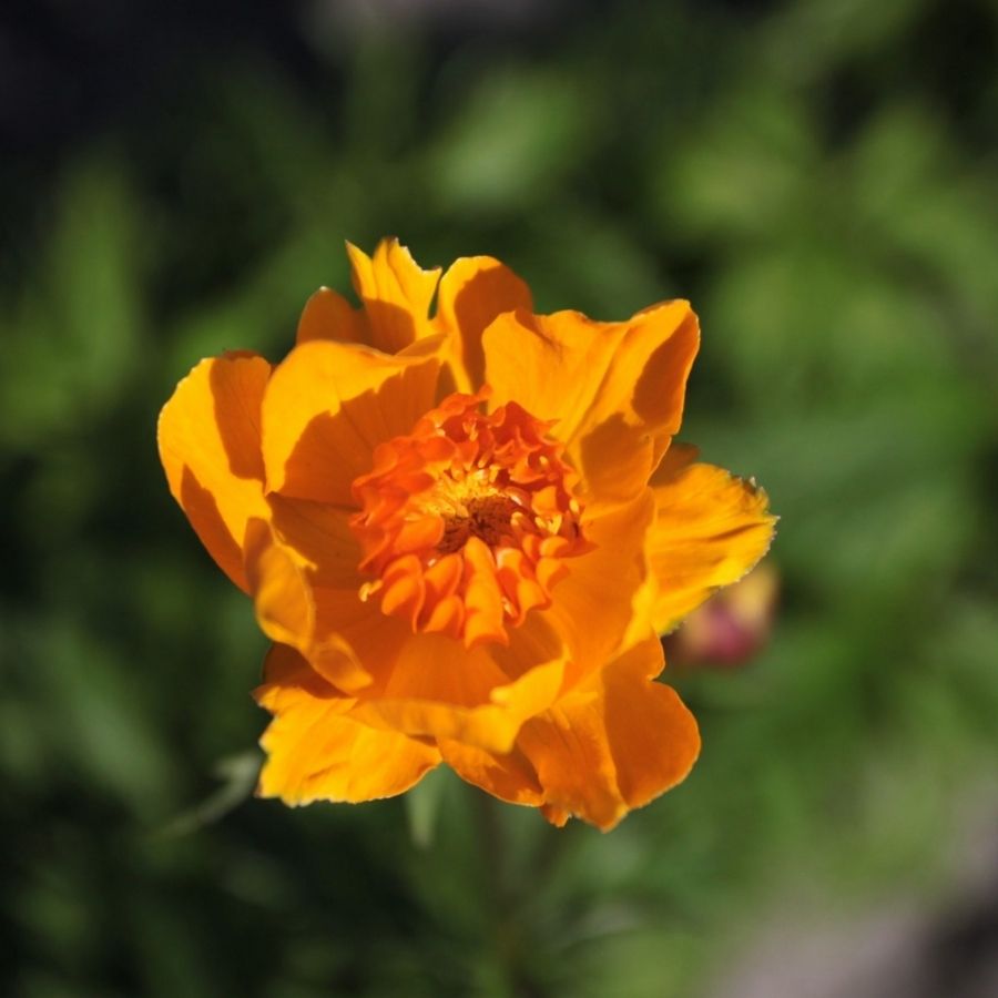 Купальница Оранж Крест Купальница Оранж Крест - Dolina-Sad.Ru