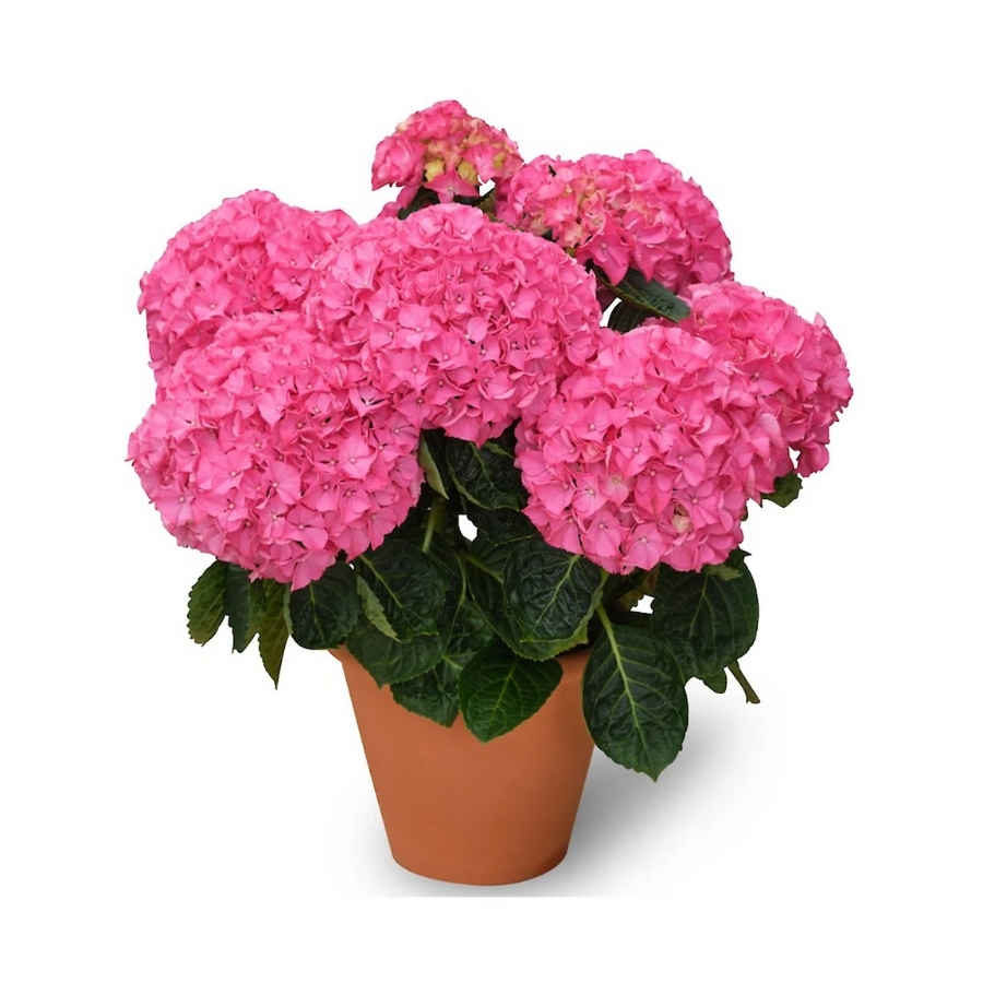 Гортензия крупнолистная Нунки - Dolina-Sad.Ru