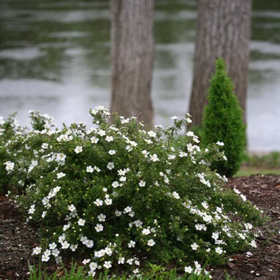 Лапчатка кустарниковая Aбботсвуд, С1,5 Лапчатка кустарниковая Aбботсвуд, С1,5 - Dolina-Sad.Ru