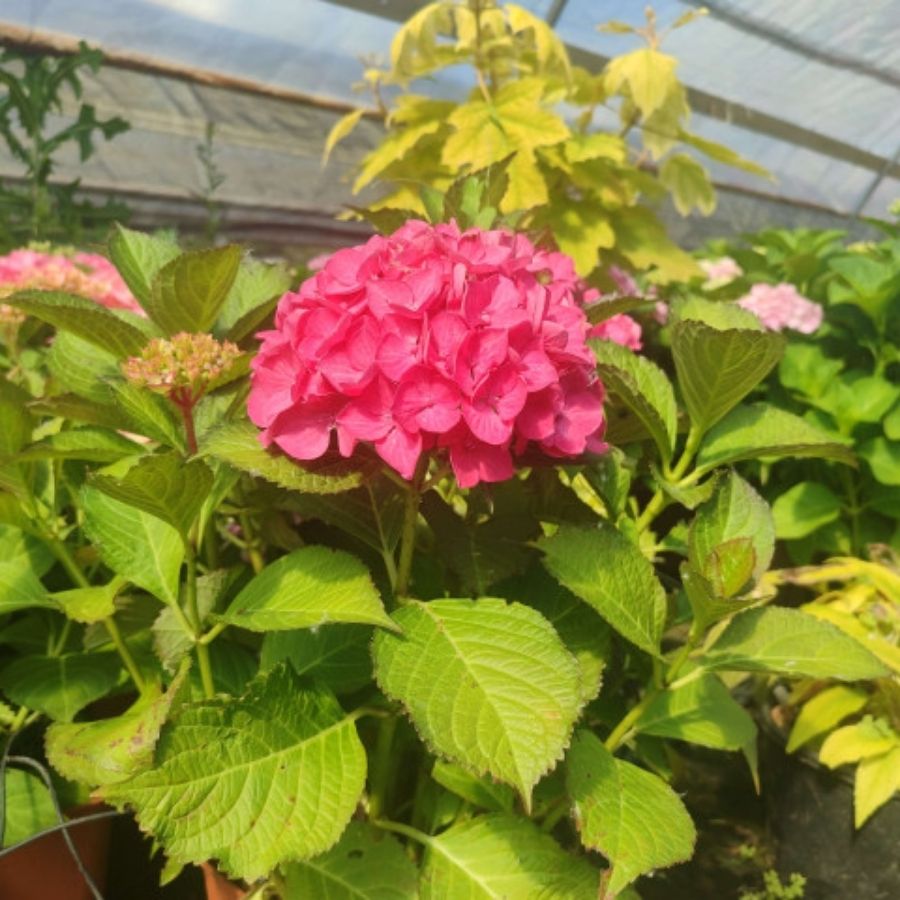 Гортензия крупнолистная Ред Энджел, С2 - Dolina-Sad.Ru