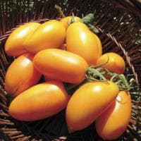 Томат Банан Оранжевый Томат Банан Оранжевый фото