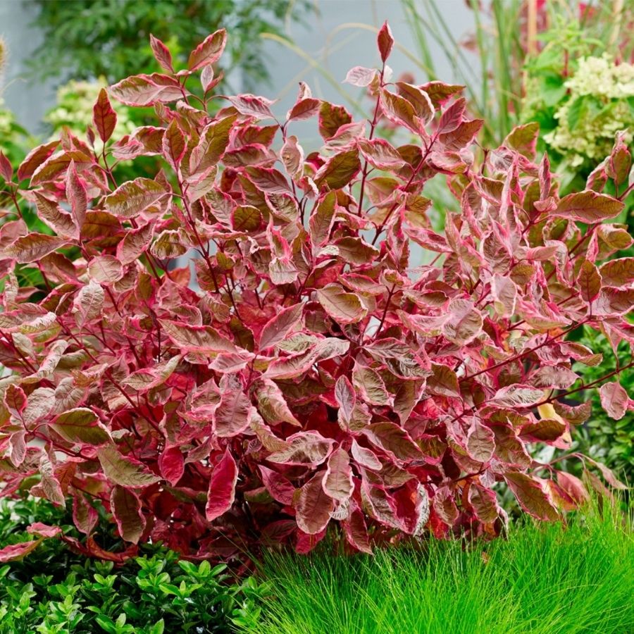 Дерен белый Миракл, С3 - Dolina-Sad.Ru