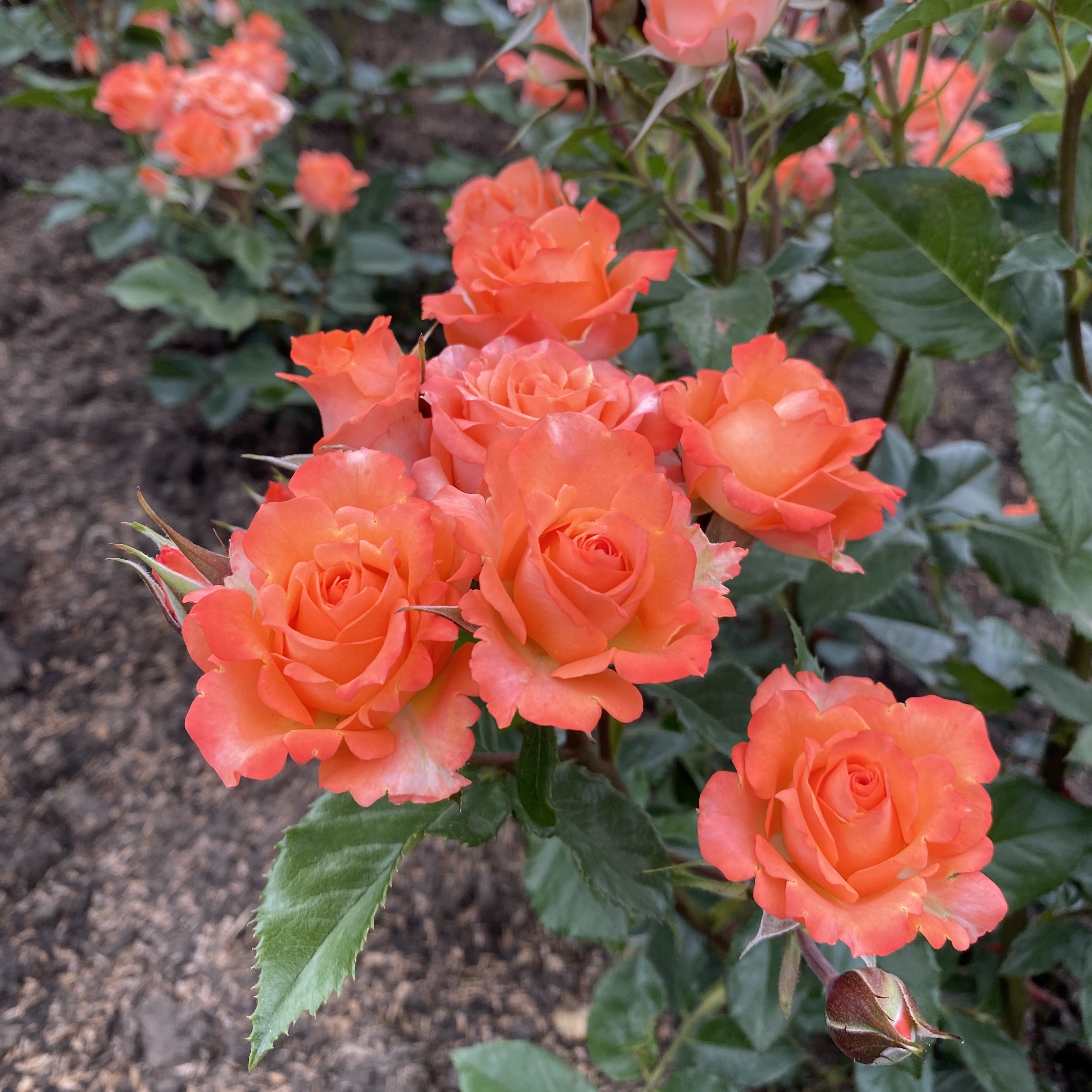 Роза Алегрия в горшке - Dolina-Sad.Ru