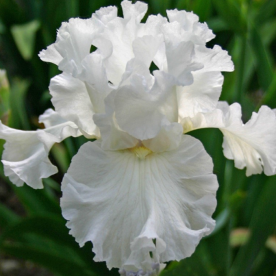 Ирис Скейтинг Пати Ирис Скейтинг Пати фото