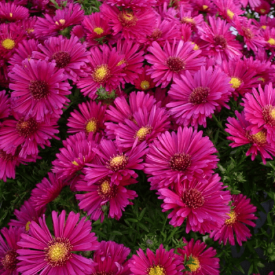 Астра кустарниковая Кассель фото