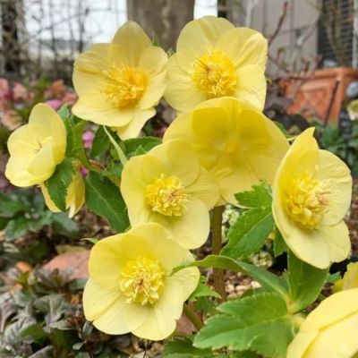 Морозник Анемон Супер Еллоу - Dolina-Sad.Ru