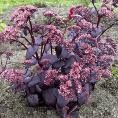 Седум Перпл Эмперор фото