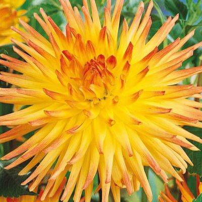 Георгина Шпасмахер - Dolina-Sad.Ru