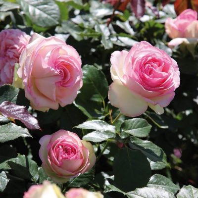 Роза Эден Роуз (в горшке) Роза Эден Роуз (в горшке) фото