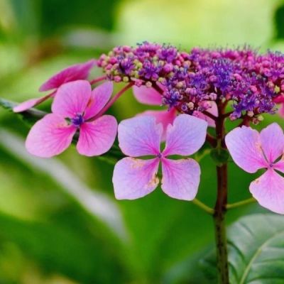 Гортензия пильчатая Барка Гортензия пильчатая Барка - Dolina-Sad.Ru