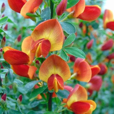 Ракитник Лена Ракитник Лена фото