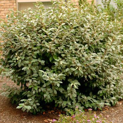 Лох Эббинга Лох Эббинга - Dolina-Sad.Ru