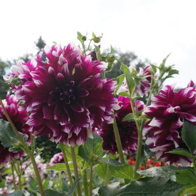 Георгина Ярра Фолс (Гиганты) Георгина Ярра Фолс (Гиганты) фото