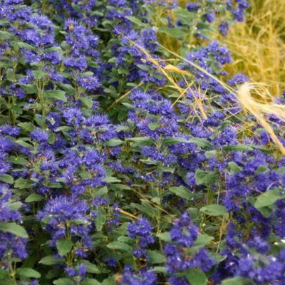 Кариоптерис кландонский Ферндаун Кариоптерис кландонский Ферндаун - Dolina-Sad.Ru