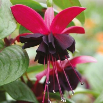 Фуксия Блэки - Dolina-Sad.Ru