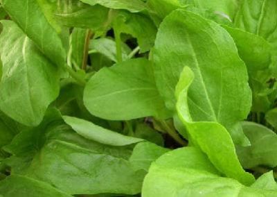 Щавель крупнолистный Бельвийский Щавель крупнолистный Бельвийский фото