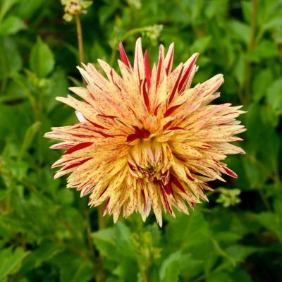 Георгина Вайнсом - Dolina-Sad.Ru