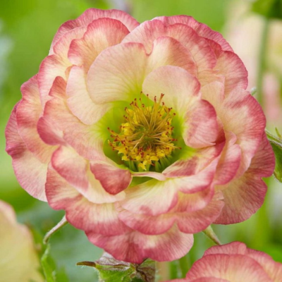 Гравилат Космополитэн Гравилат Космополитэн - Dolina-Sad.Ru