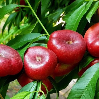 Нектарин Данат Нектарин Данат - Dolina-Sad.Ru