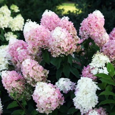 Гортензия метельчатая Пинкачу Гортензия метельчатая Пинкачу - Dolina-Sad.Ru
