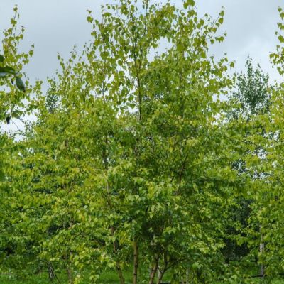 Береза повислая Шневердингер Гольдбирк, С3 Береза повислая Шневердингер Гольдбирк, С3 - Dolina-Sad.Ru