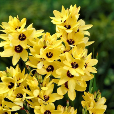 Иксия Еллоу Эмперор фото